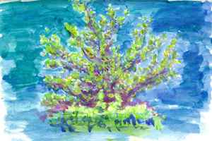 Eikje uit het raam 12-7-2012